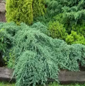 Можжевельник чешуйчатый  Блу Карпет Juniperus squamata 'Blue Carpet'